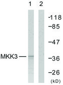 Anti-MKK6 antibody produced in rabbit affinity isolated antibody
