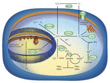 Superoxide Dismutase bovine recombinant, expressed in E. coli, lyophilized powder, ≥2500 units/mg protein, ≥90% (SDS-PAGE)