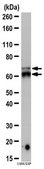 Anti-KEAP1 Antibody from rabbit, purified by affinity chromatography