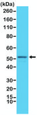 Anti-GFAP antibody, Rabbit monoclonal recombinant, expressed in HEK 293 cells, clone RM246, purified immunoglobulin
