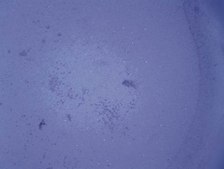 QCM ECMatrix细胞侵袭试验，24孔（8 µm），比色法 The CHEMICON Cell Invasion Assay Kit uses a 24-well plate, with 8 um pores, which provides an efficient system for evaluating the invasion of tumor cells through a basement membrane model.