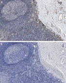 Anti-CD31 Antibody, clone 4E20 , ZooMAb® Rabbit Monoclonal recombinant, expressed in HEK 293 cells