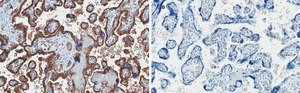 Anti-GLUT-1 Antibody, CT, clone 16D21, ZooMAb® Rabbit Monoclonal recombinant, expressed in HEK 293 cells