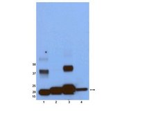 抗-Ras抗体，克隆RAS10 clone RAS10, Upstate®, from mouse
