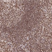 Anti-USF1 antibody produced in rabbit Prestige Antibodies® Powered by Atlas Antibodies, affinity isolated antibody, buffered aqueous glycerol solution