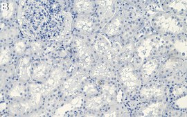 Anti-SRF Antibody, clone 1H14 ZooMAb® Rabbit Monoclonal recombinant, expressed in HEK 293 cells