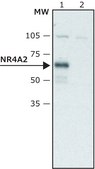 Anti-NR4A2 antibody produced in rabbit ~1.5 mg/mL, affinity isolated antibody, buffered aqueous solution