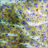 Anti-phospho-MAPKAPK2 (pThr334) antibody produced in rabbit affinity isolated antibody