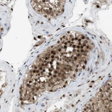 Anti-ORAI3 antibody produced in rabbit Prestige Antibodies® Powered by Atlas Antibodies, affinity isolated antibody, buffered aqueous glycerol solution