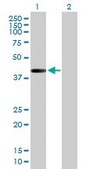 Anti-MAP2K3 antibody produced in mouse purified immunoglobulin, buffered aqueous solution