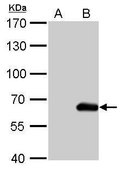 单克隆抗 HA 标签 小鼠抗 clone GT4810, affinity isolated antibody