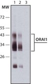 Anti-Orai1 antibody, Mouse monoclonal clone ORAI1-89, purified from hybridoma cell culture