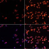 Anti-CASP3 antibody produced in rabbit