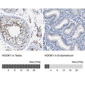 Anti-HOOK1 antibody produced in rabbit Prestige Antibodies® Powered by Atlas Antibodies, affinity isolated antibody, buffered aqueous glycerol solution, Ab2