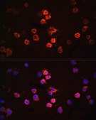Anti-IL1B antibody produced in rabbit