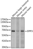 Anti-DPP3 Antibody, clone 6U3A3, Rabbit Monoclonal
