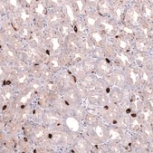 Anti-SLC18A2 antibody produced in mouse Prestige Antibodies® Powered by Atlas Antibodies, clone CL13157, purified by using Protein A, buffered aqueous glycerol solution