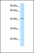Anti-NR5A1 antibody produced in rabbit affinity isolated antibody