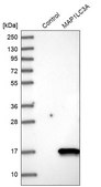 Anti-MAP1LC3A antibody produced in rabbit Prestige Antibodies® Powered by Atlas Antibodies, affinity isolated antibody, buffered aqueous glycerol solution