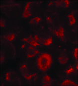 Anti-HSP90AB1 (Ab-254) antibody produced in rabbit affinity isolated antibody