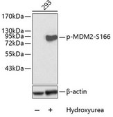 Anti-Phospho-MDM2-S166 antibody produced in rabbit