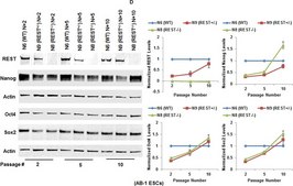 Anti-REST Antibody Upstate®, from rabbit