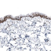 Monoclonal Anti-KLF4 antibody produced in mouse Prestige Antibodies® Powered by Atlas Antibodies, clone CL5785, purified immunoglobulin, buffered aqueous glycerol solution