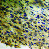 Anti-phospho-HER3 (pTyr1289) antibody produced in rabbit affinity isolated antibody