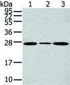 Anti-CD63 affinity isolated antibody