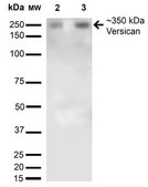 Monoclonal Anti-Gfap antibody produced in mouse clone S206A-8, purified immunoglobulin