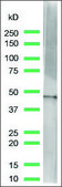 抗β-肌动蛋白抗体，兔单克隆 recombinant, expressed in proprietary host, clone SP124, affinity isolated antibody