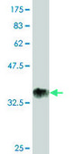 ANTI-RUNX2 antibody produced in mouse clone 1D2, purified immunoglobulin, buffered aqueous solution