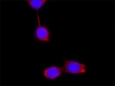 抗- Podocin，小鼠单克隆抗体 clone PD-65, purified from hybridoma cell culture