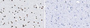 Anti-Histone H2B Antibody, clone 4O11 ZooMAb® Rabbit Monoclonal recombinant, expressed in HEK 293 cells