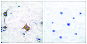 抗突触素 兔抗 affinity isolated antibody