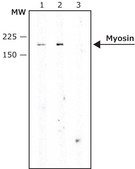 抗肌球蛋白（骨骼肌慢肌）抗体，小鼠单克隆 clone NOQ7.5.4D, purified from hybridoma cell culture