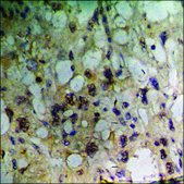 Anti-phospho-SHP-1 (pTyr536) antibody produced in rabbit affinity isolated antibody