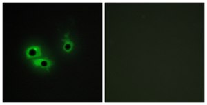 Anti-AGR3 antibody produced in rabbit affinity isolated antibody