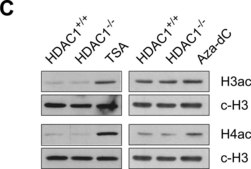 抗乙酰组蛋白H4抗体 1 mg/mL, Upstate®