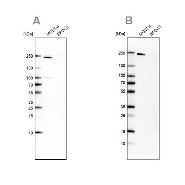 Anti-PBRM1 antibody produced in rabbit Prestige Antibodies® Powered by Atlas Antibodies, affinity isolated antibody, buffered aqueous glycerol solution