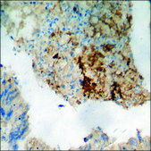 Anti-phospho-PI3-kinase p85-α/γ (pTyr467/199) antibody produced in rabbit affinity isolated antibody