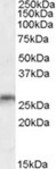 Anti-MOG antibody produced in goat affinity isolated antibody, buffered aqueous solution