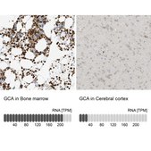 Anti-GCA antibody produced in rabbit Prestige Antibodies® Powered by Atlas Antibodies, affinity isolated antibody, buffered aqueous glycerol solution