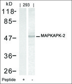 Anti-MAPKAPK2 (Ab-334) antibody produced in rabbit affinity isolated antibody