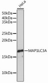 Anti-MAP1LC3A antibody produced in rabbit