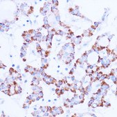 Anti-SIRT3 antibody produced in rabbit