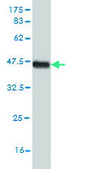 Monoclonal Anti-FGFR1 antibody produced in mouse clone 5E9, purified immunoglobulin, buffered aqueous solution
