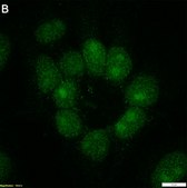 Anti-Phospho-IκBα-Ser32/36 Antibody, clone 1I11 ZooMAb® Rabbit Monoclonal recombinant, expressed in HEK 293 cells