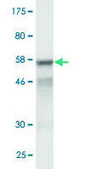 Monoclonal Anti-TNFSF13B antibody produced in mouse clone 2C11, purified immunoglobulin, buffered aqueous solution