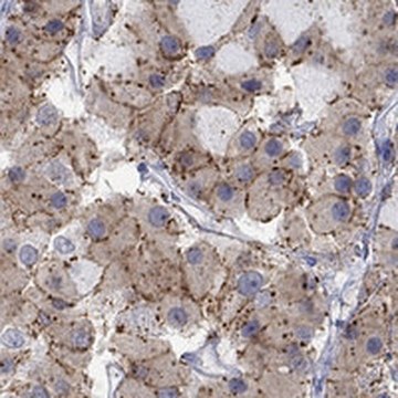 Anti-CNR1 antibody produced in rabbit Prestige Antibodies® Powered by Atlas Antibodies, affinity isolated antibody, buffered aqueous glycerol solution